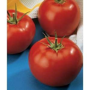  Tomato, Burpees Early Pick VF Hybrid 1 Pkt. (30 seeds 