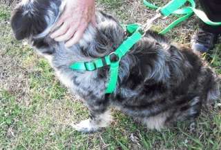   Supply Hand Made Step In Dog Harness USA Made Easy Fit Small  