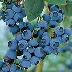 blueberry plants  
