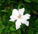 Gardenia, Belmont, 20 plants White Fragrant Flowers  