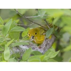  Yellow Warbler Male Building Nest, Pt. Pelee National Park, Ontario 