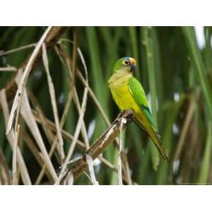  Peach Fronted Parakeet, Parakeet Perched on Leafy Branch 