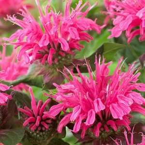  Bee Balm Pink Lace 