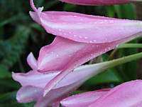 Crinum Lily, Pink Trumpet, small size bulb, NEW  