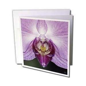 Kike Calvo Orchids   Purple orchid is a vibrant garden orchid in which 