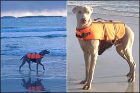 GIANT (Extra large) size DOG LIFE JACKET buoyancy aid  