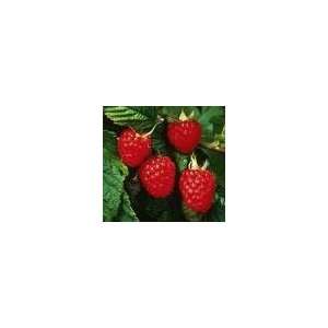  Everbearing Heritage Red Raspberry Seeds 200 Patio, Lawn 