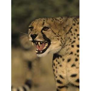  Cheetah, (Acinonyx Jubatus), Duesternbrook Private Game 