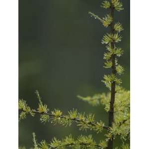  Tamarack Tree Branch and Needles, White Mountain National 